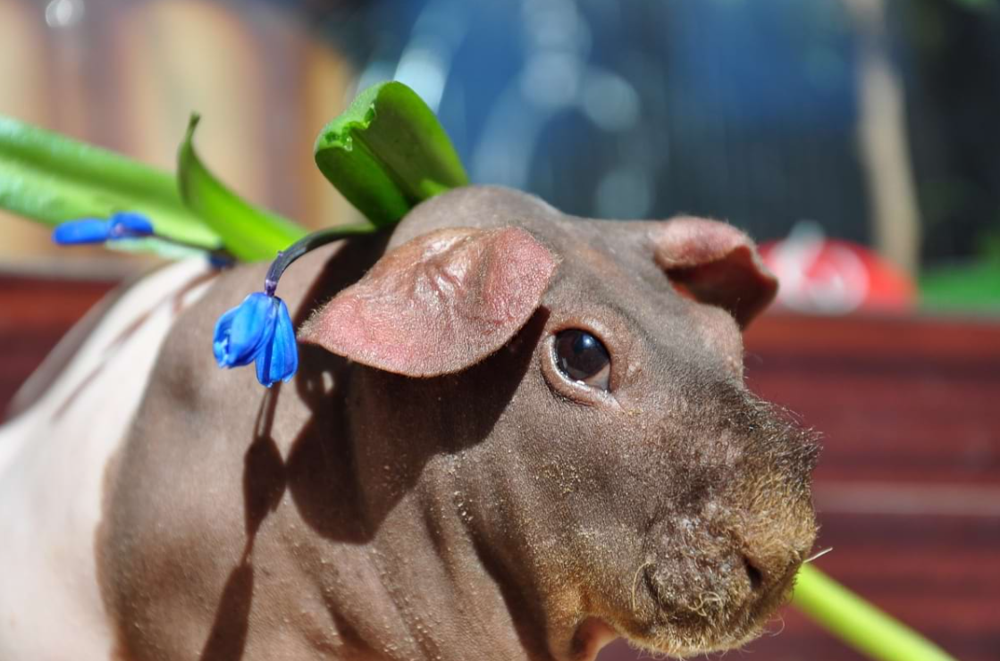hairless guinea pig