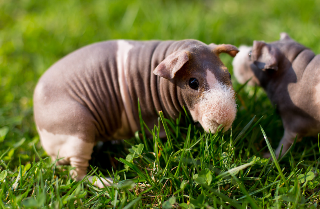 hairless guinea pig