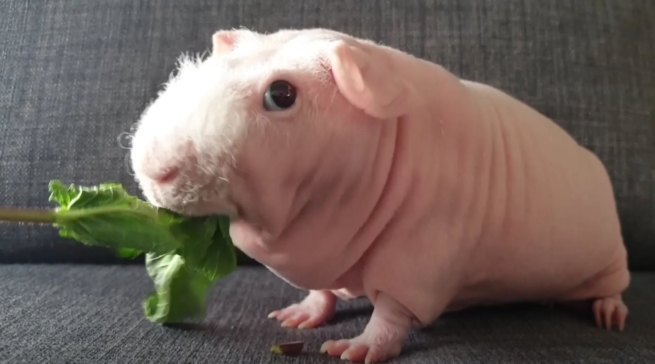 hairless guinea pig