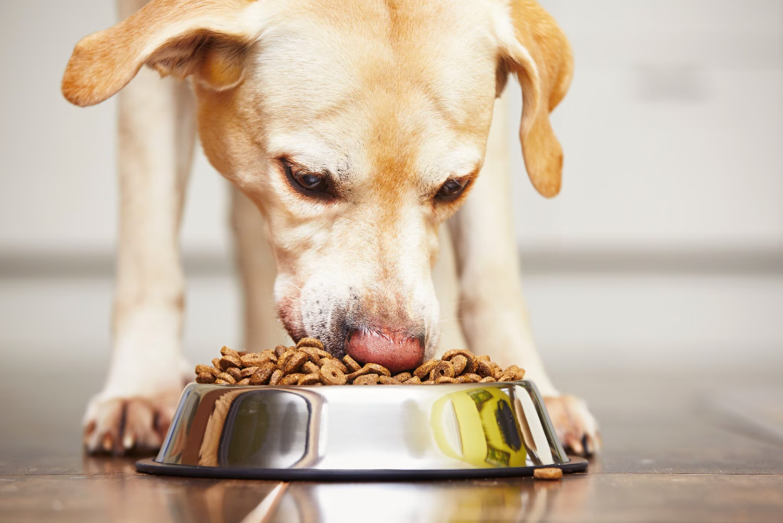 All About Dog Food