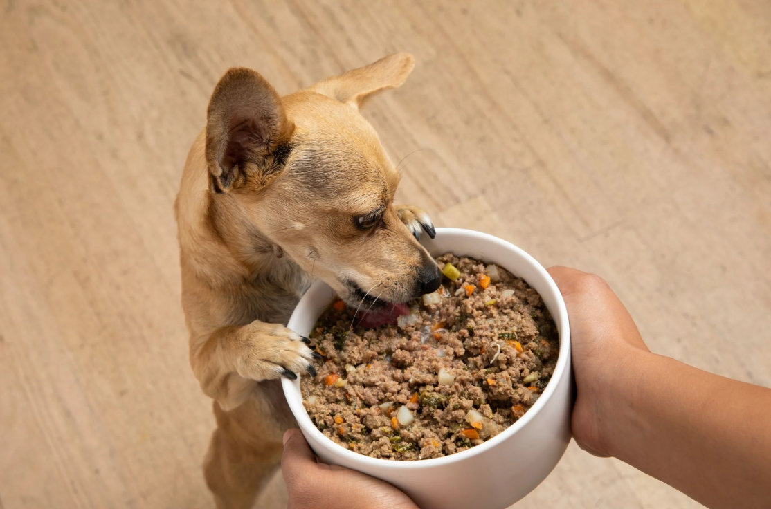 All About Dog Food