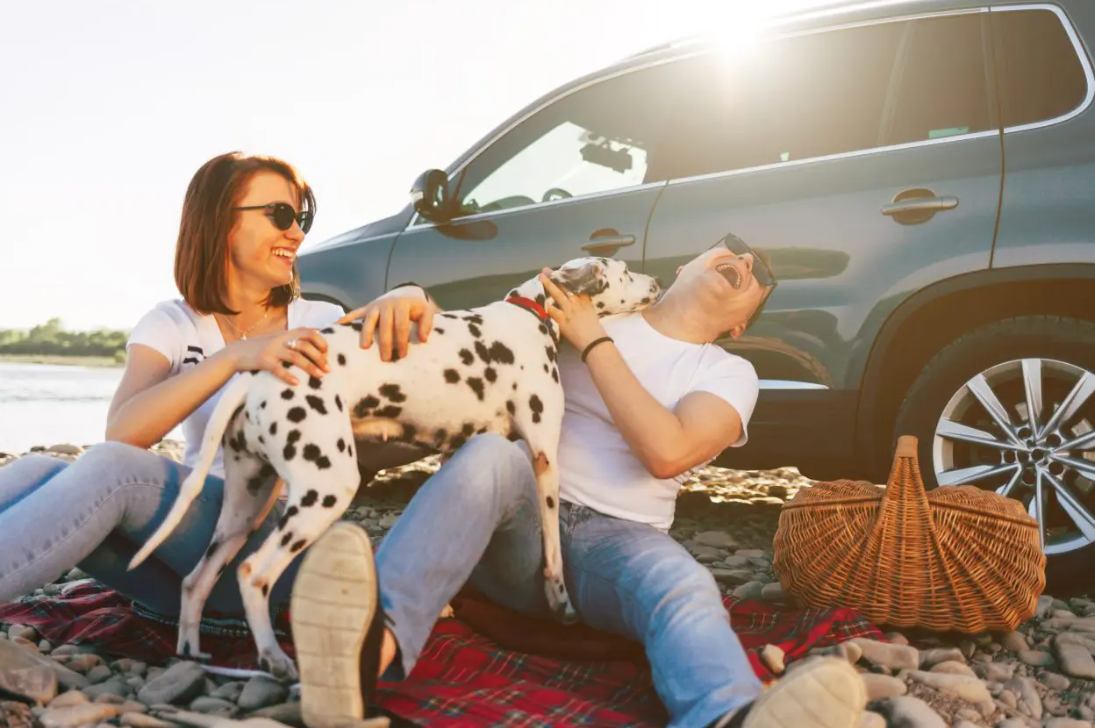 All About Dog Food