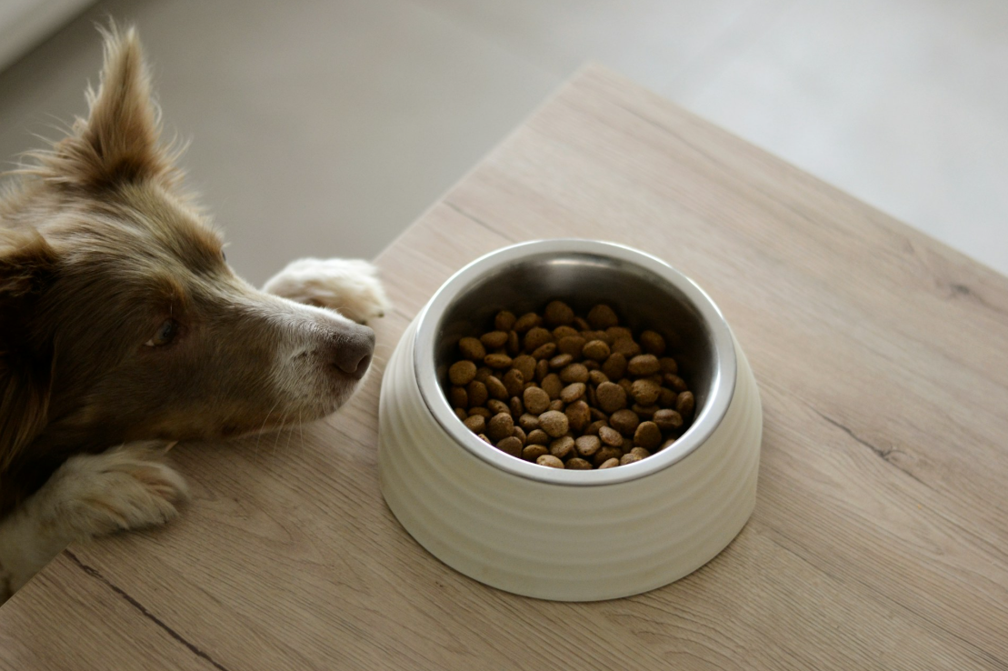 All About Dog Food