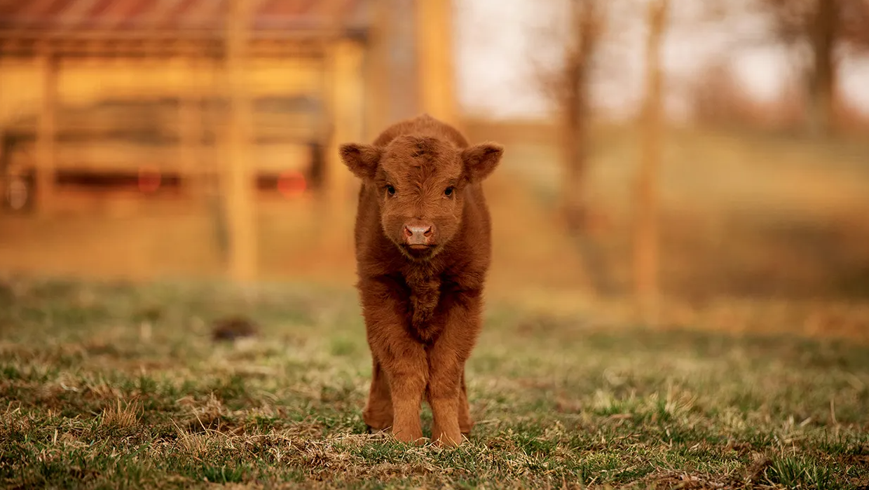 Baby Cow