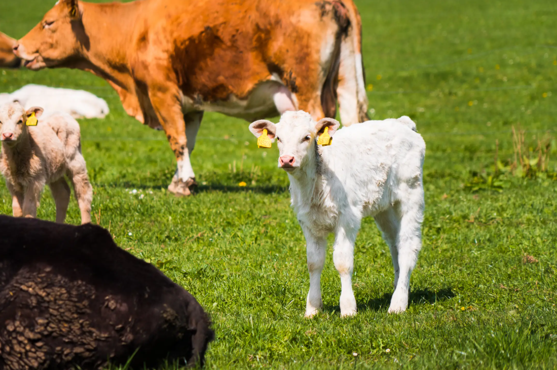 Baby Cow