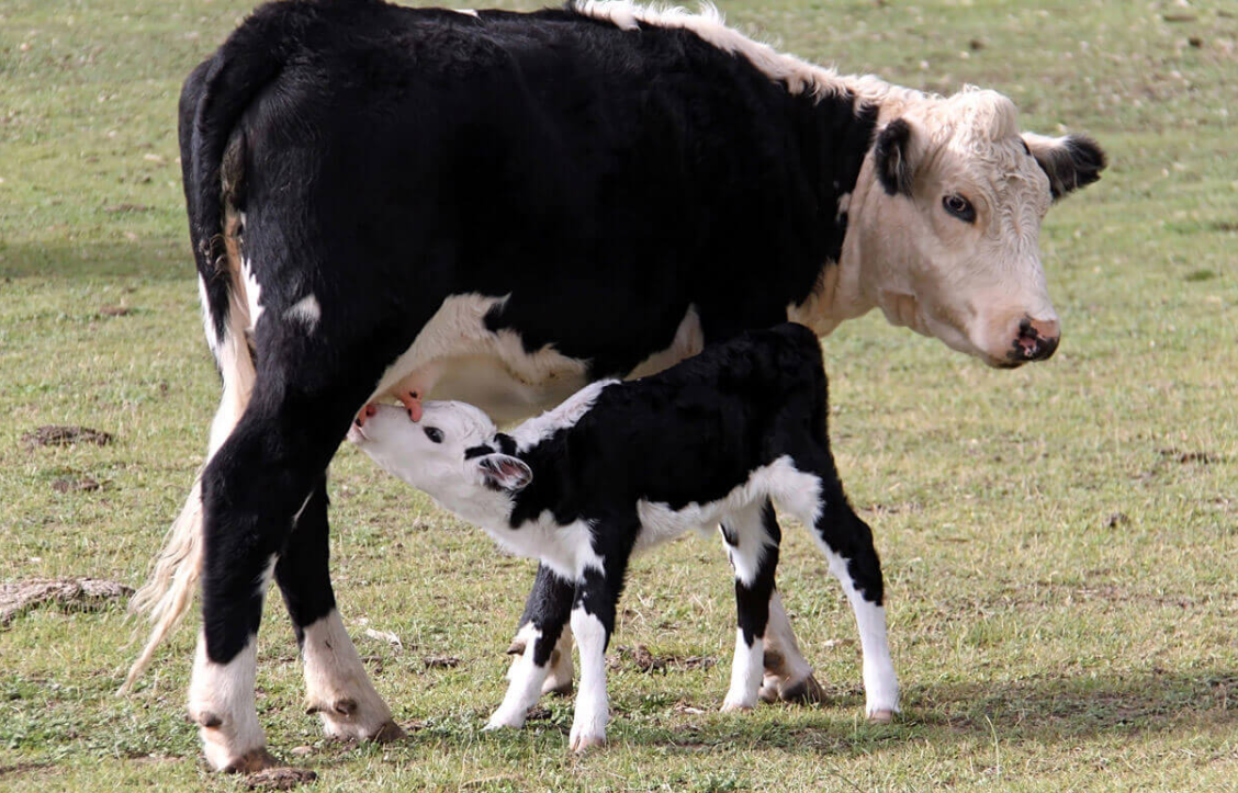 Baby Cow