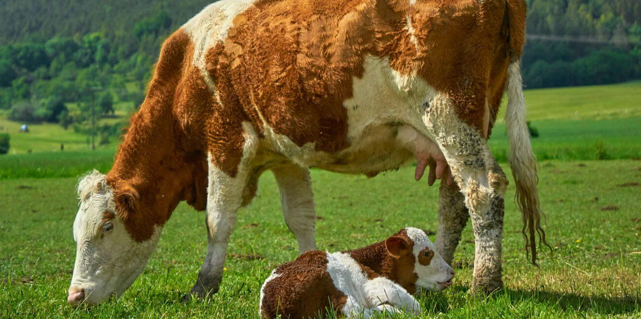 Baby Cow