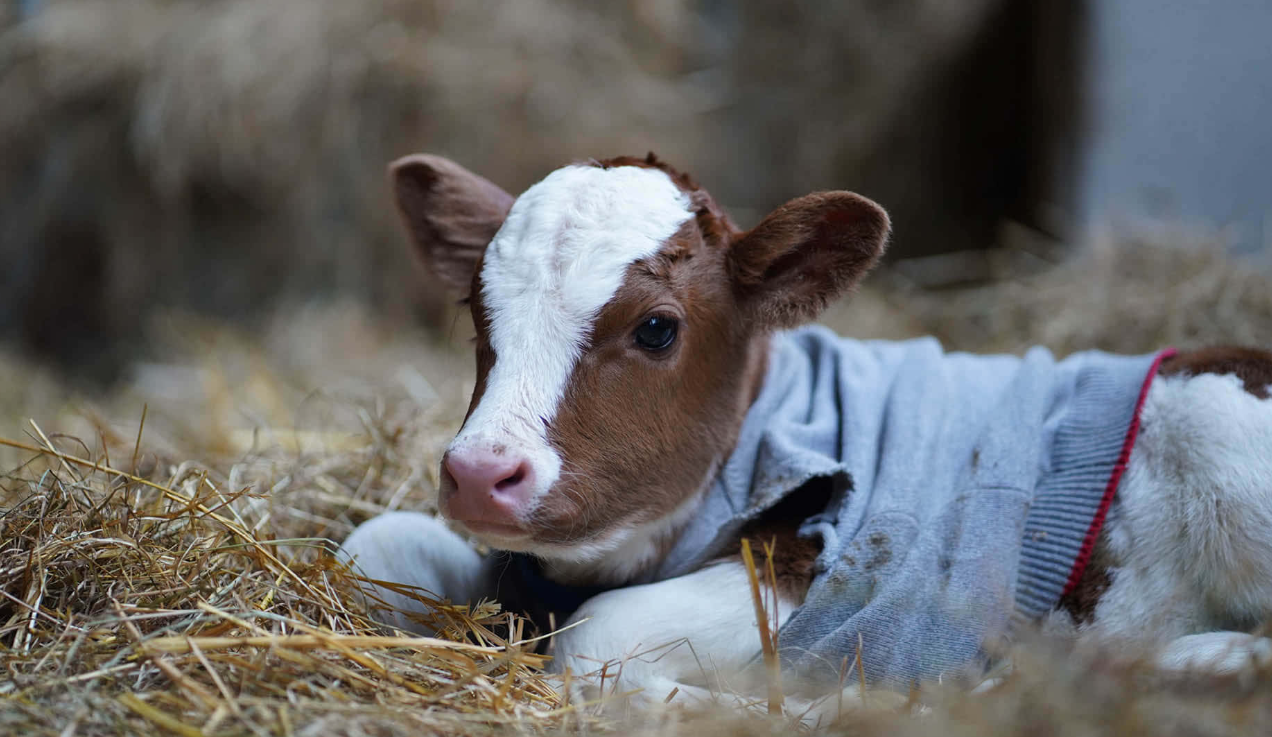 Baby Cow