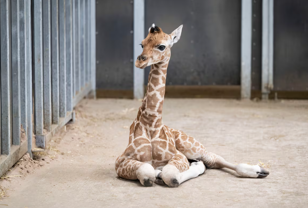 Baby Giraffe
