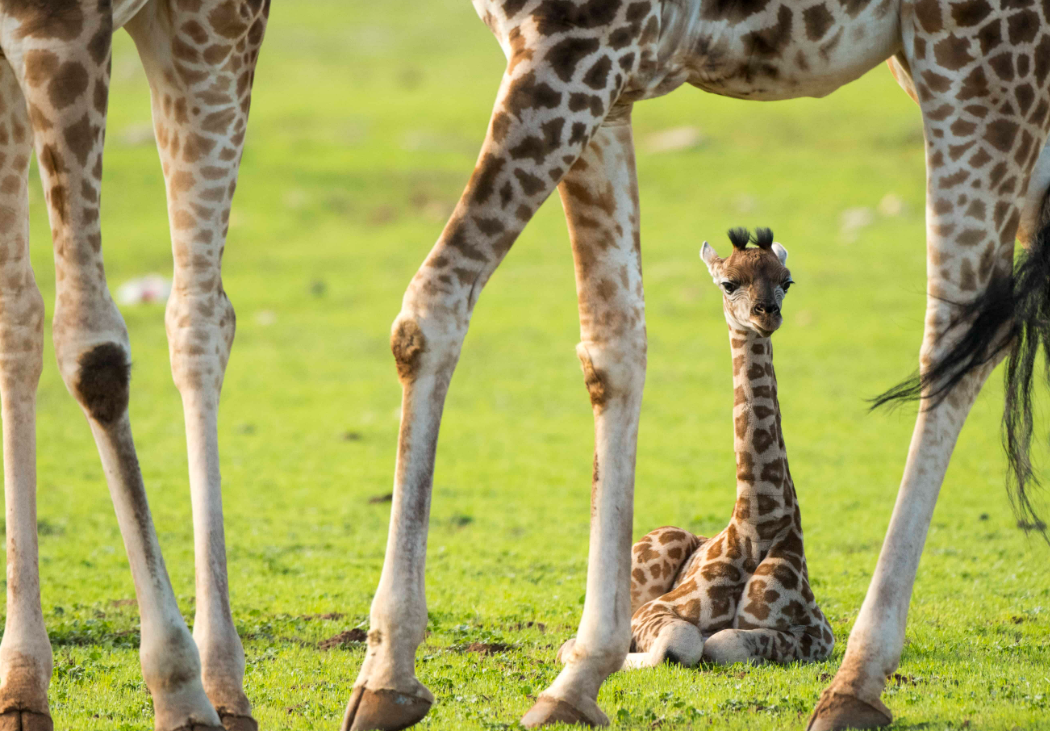 Baby Giraffe