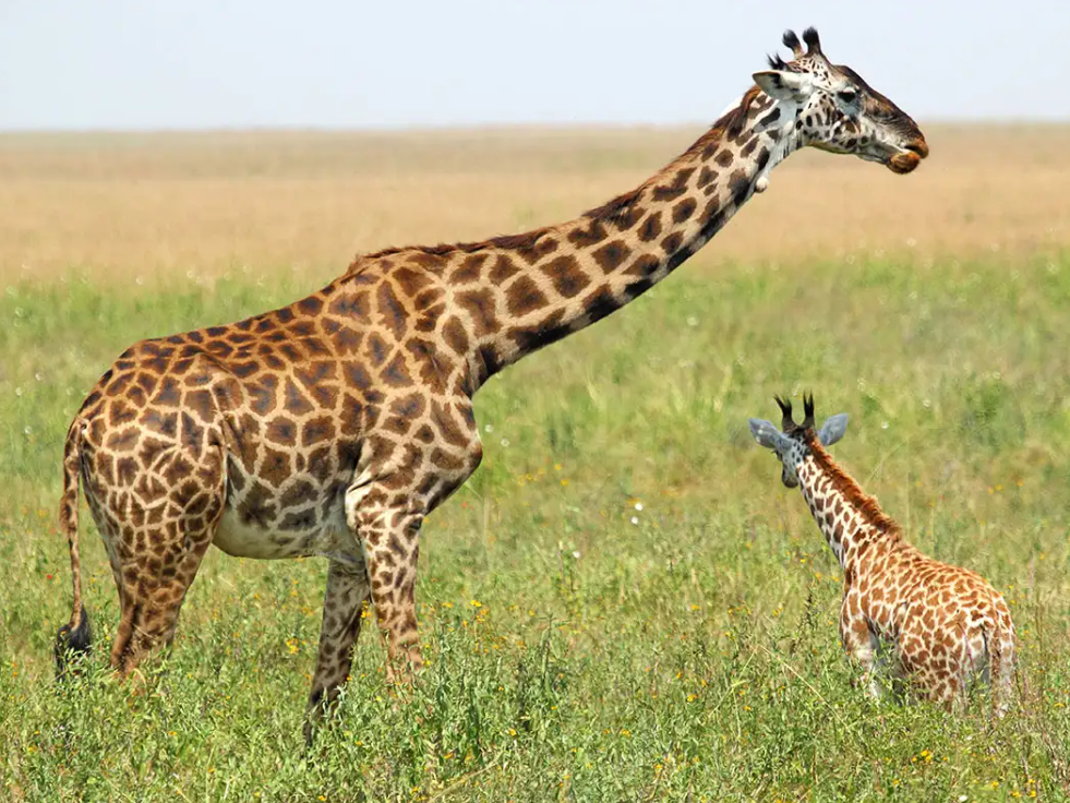 Baby Giraffe