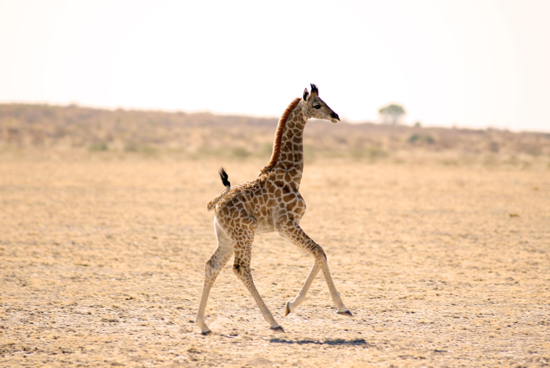 Baby Giraffe