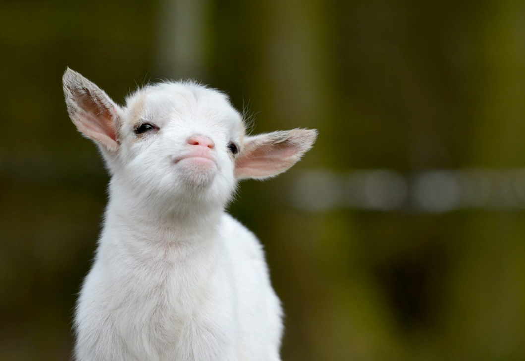 Baby Goat