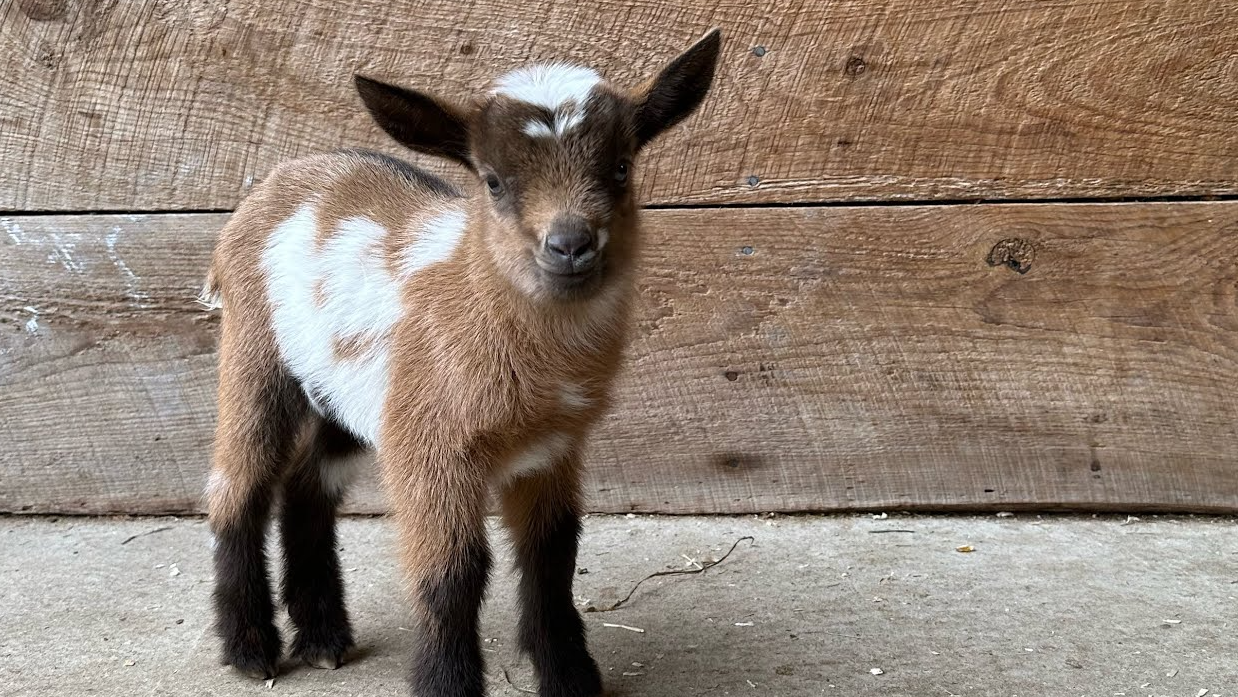 Baby Goat