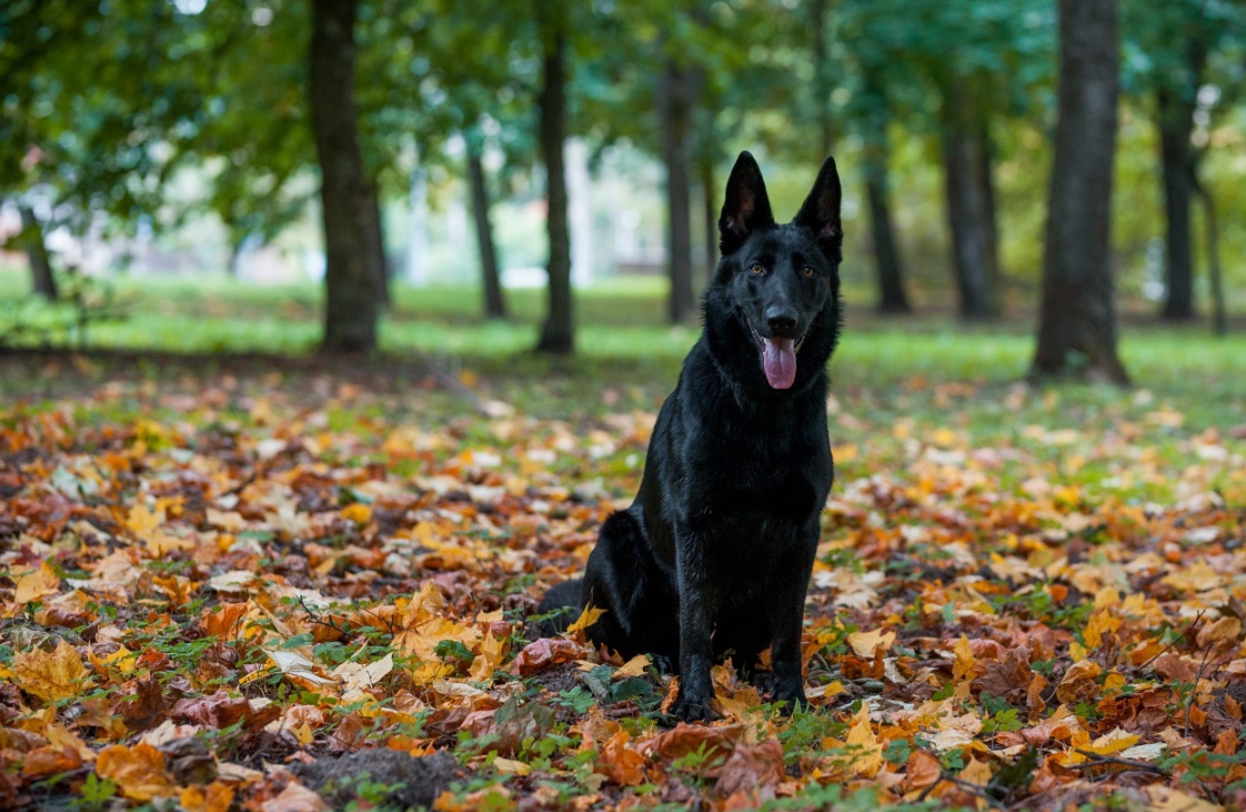 Black German Shepherd