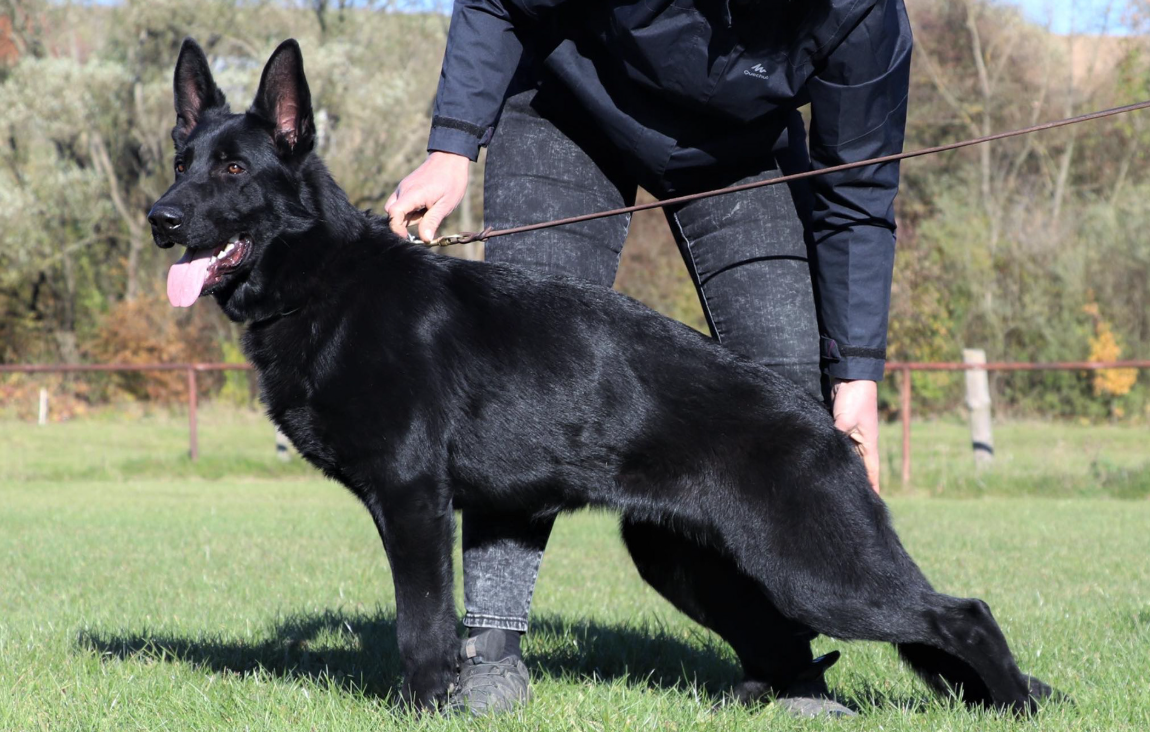 Black German Shepherd