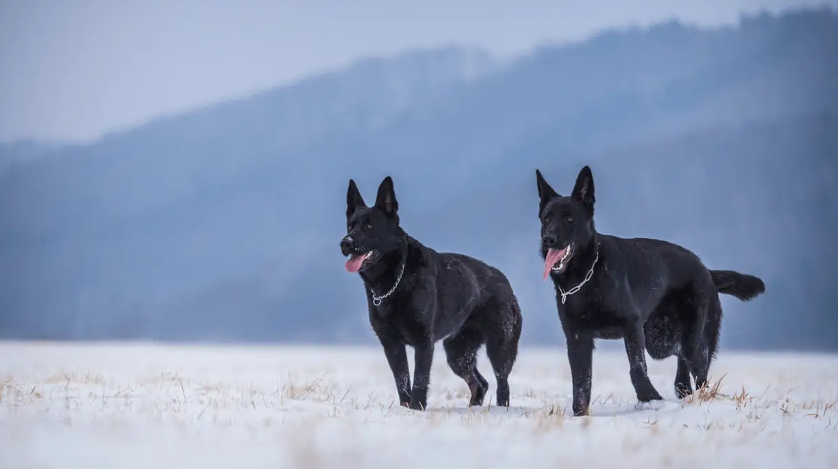 Black German Shepherd