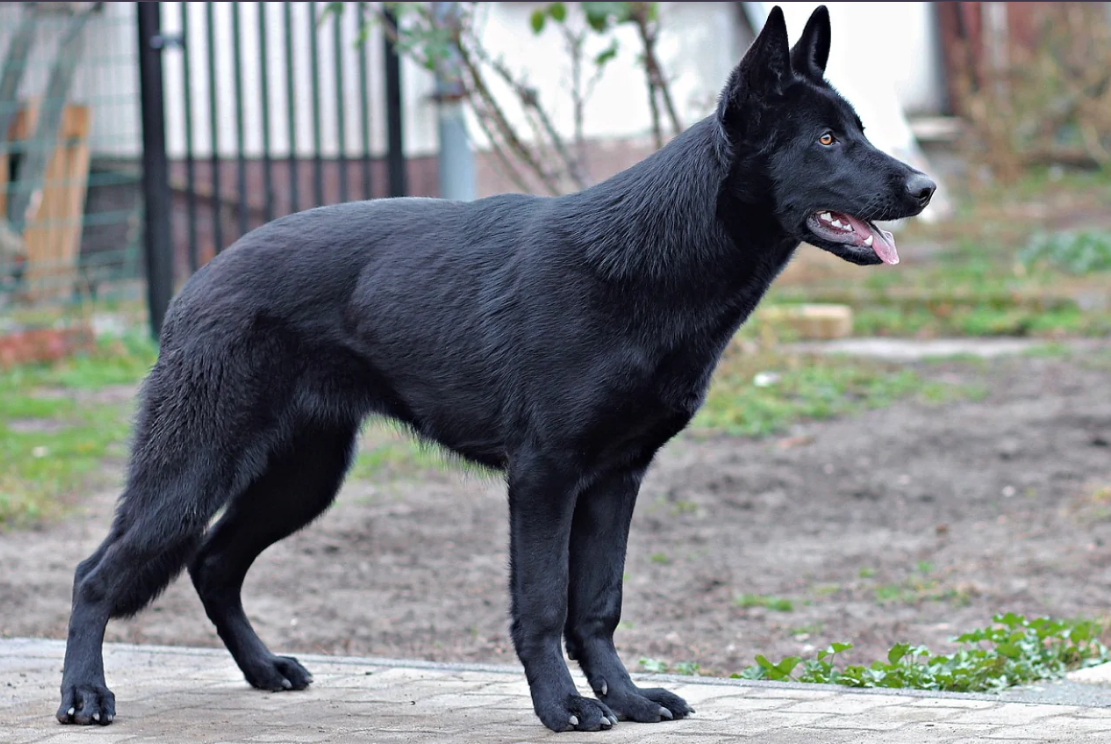 Black German Shepherd