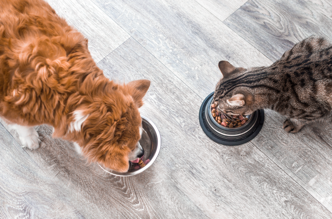 Can Dogs Eat Cat Food