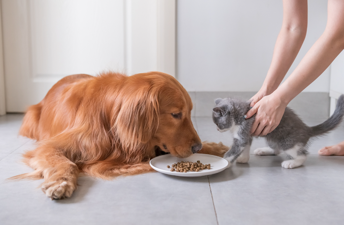 Can Dogs Eat Cat Food