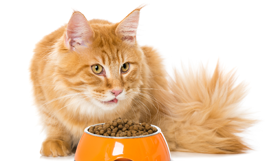 Chewy Cat Food