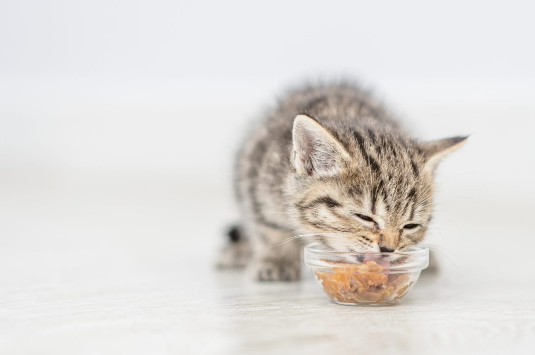 Chewy Cat Food