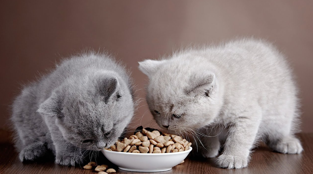 Chewy Cat Food