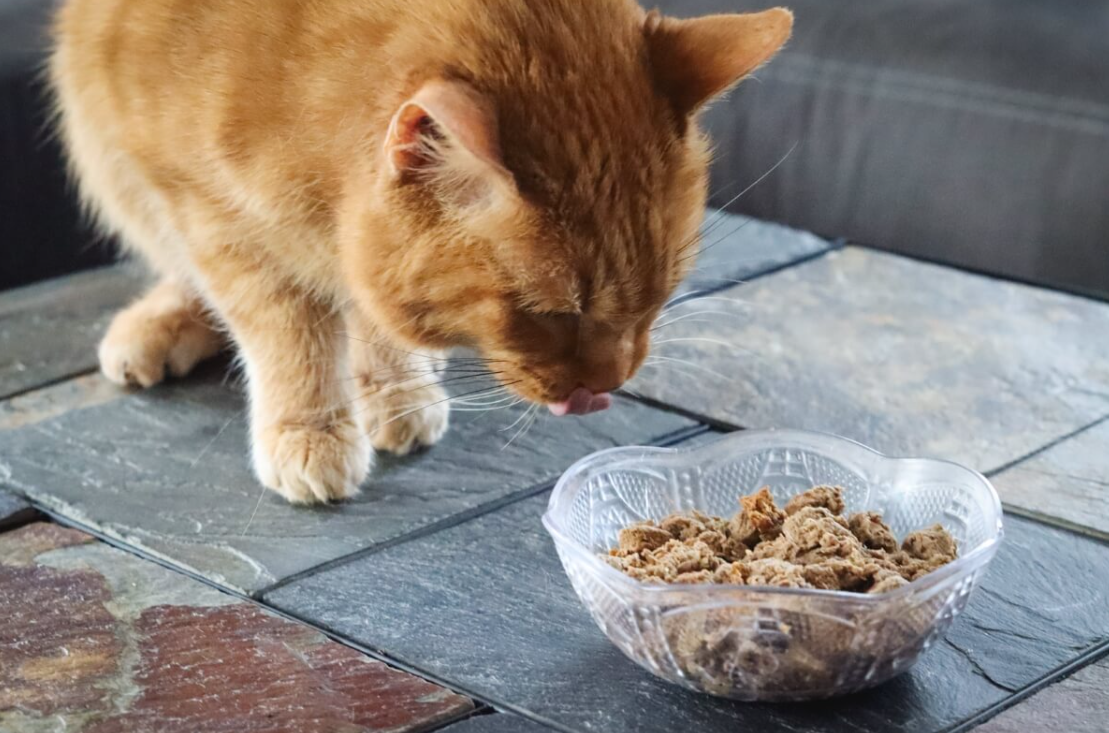 Chewy Cat Food