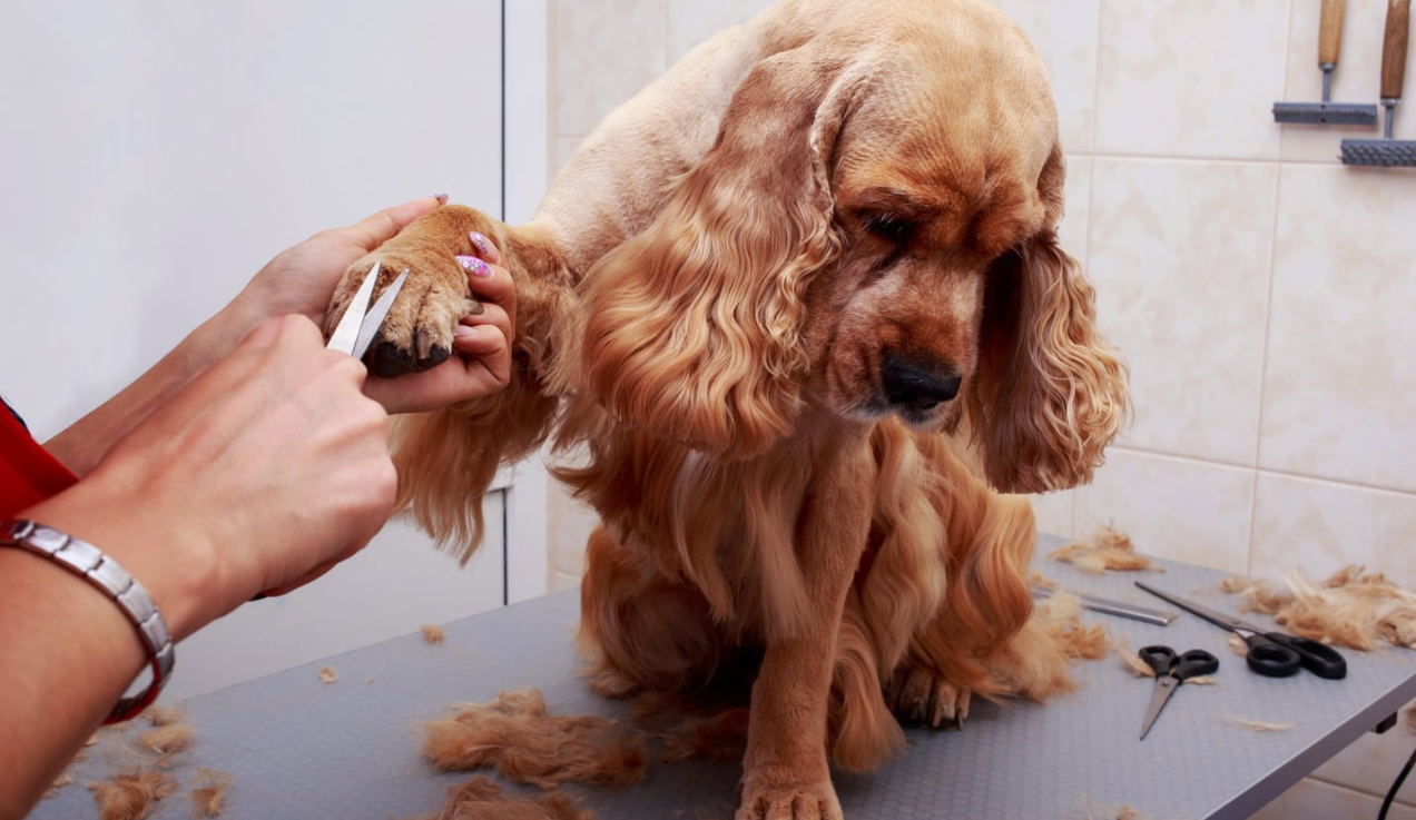 Dog Groomers Near Me