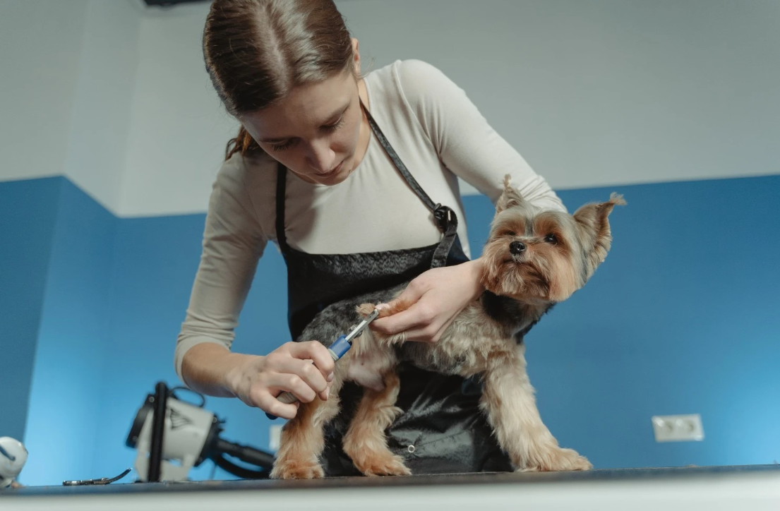 Dog Groomers Near Me