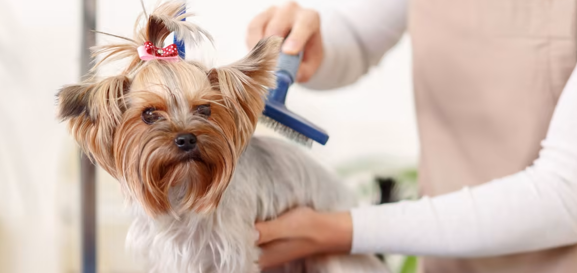 Dog Groomers Near Me