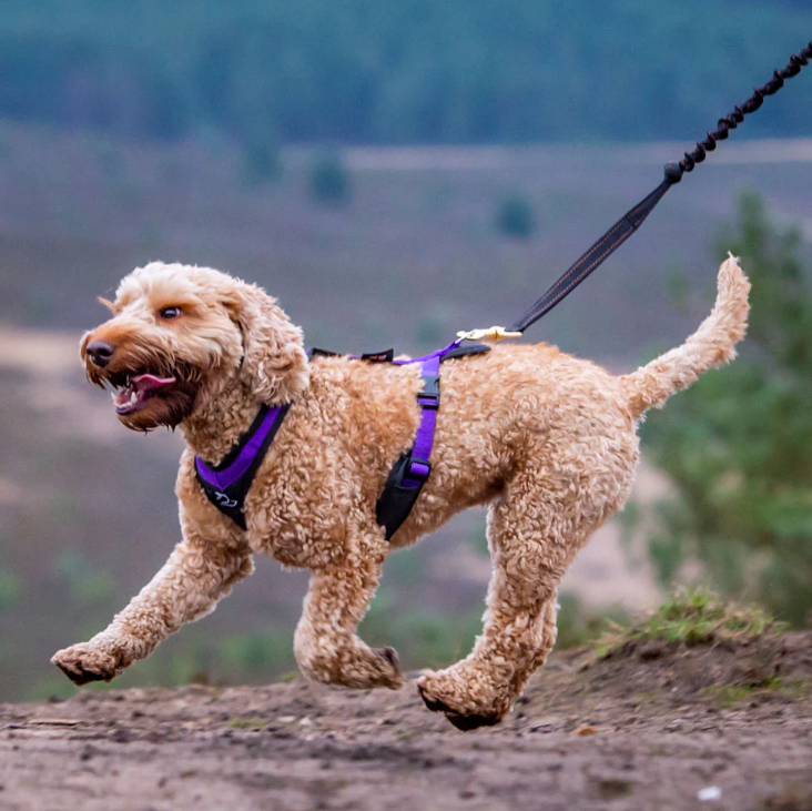 Dog Harness