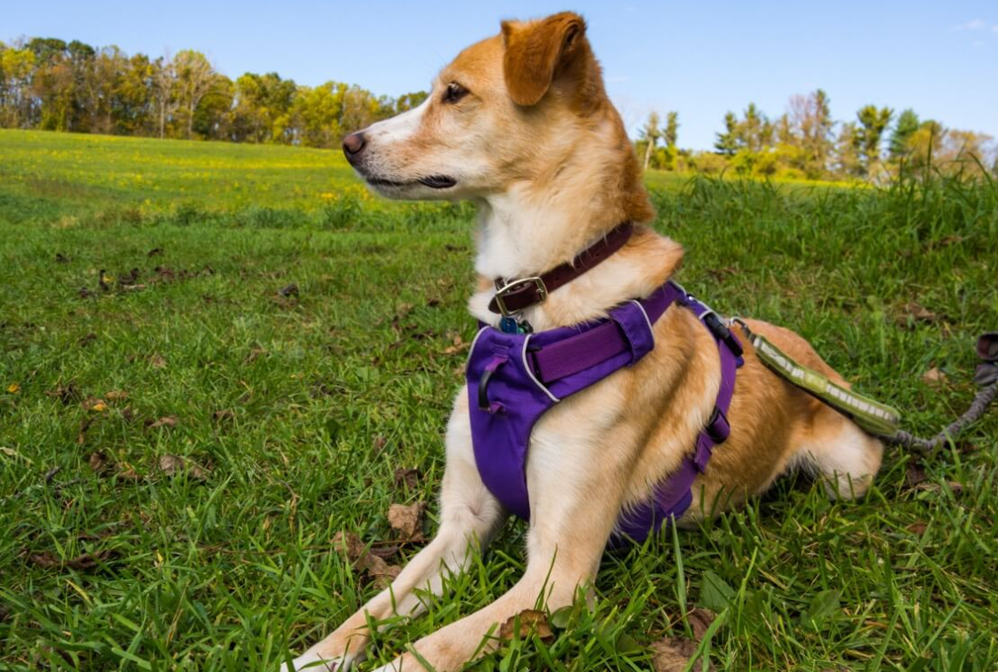 Dog Harness 