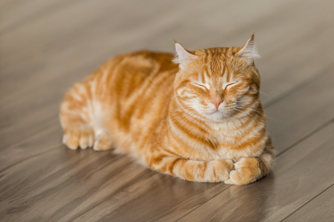 Jelly Cat