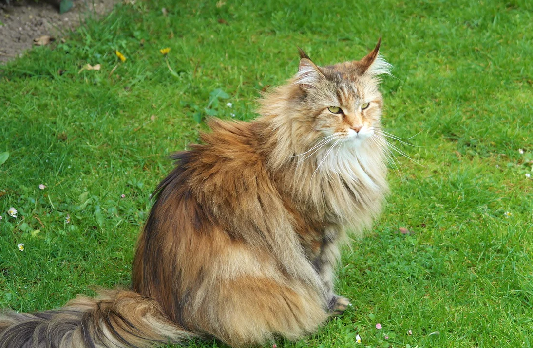 Siberian Cats