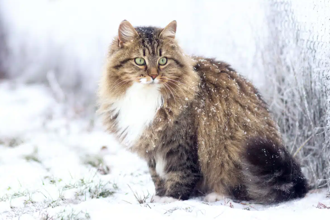 Siberian Cats