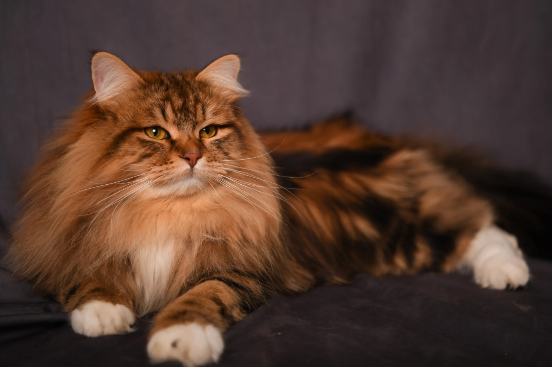 Siberian Cats