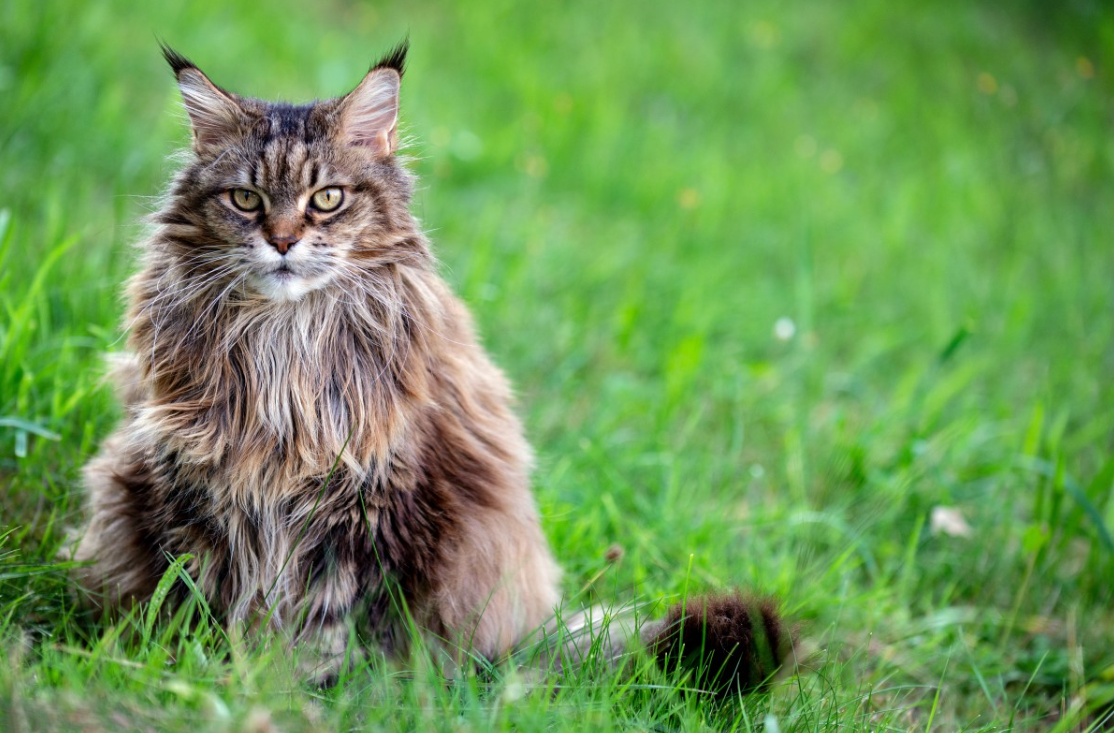 Siberian Cats