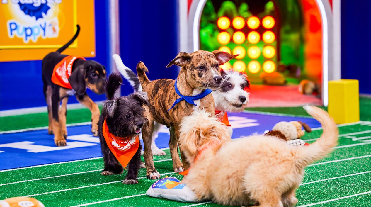 Sweetpea Dog Puppy Bowl