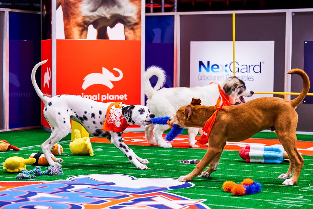 Sweetpea Dog Puppy Bowl