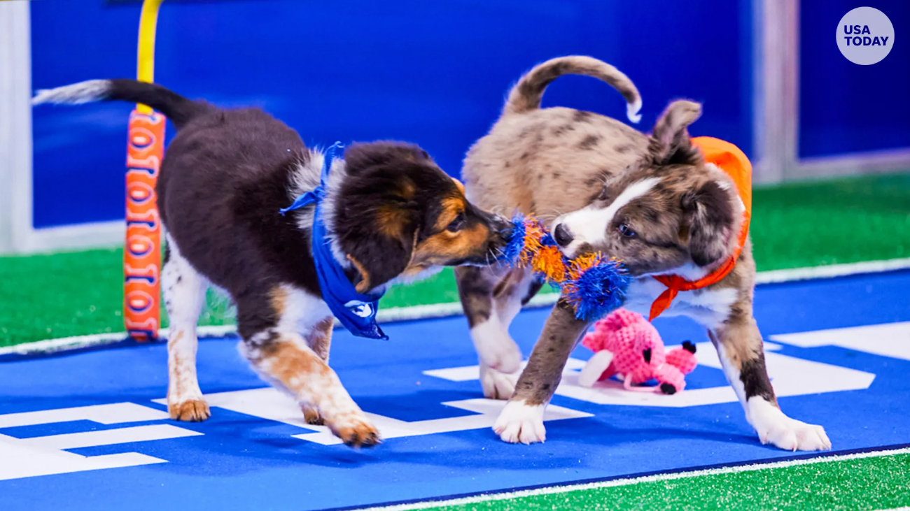 Sweetpea Dog Puppy Bowl