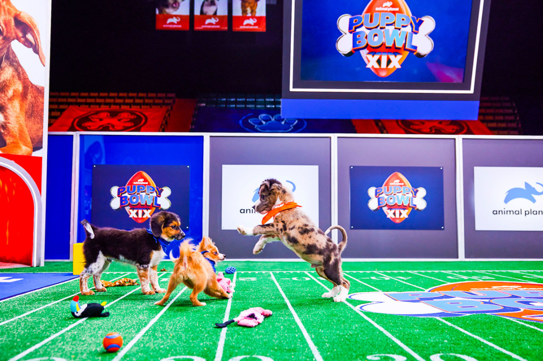 Sweetpea Dog Puppy Bowl