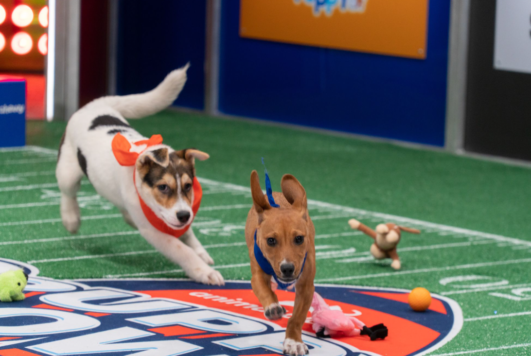Sweetpea Dog Puppy Bowl