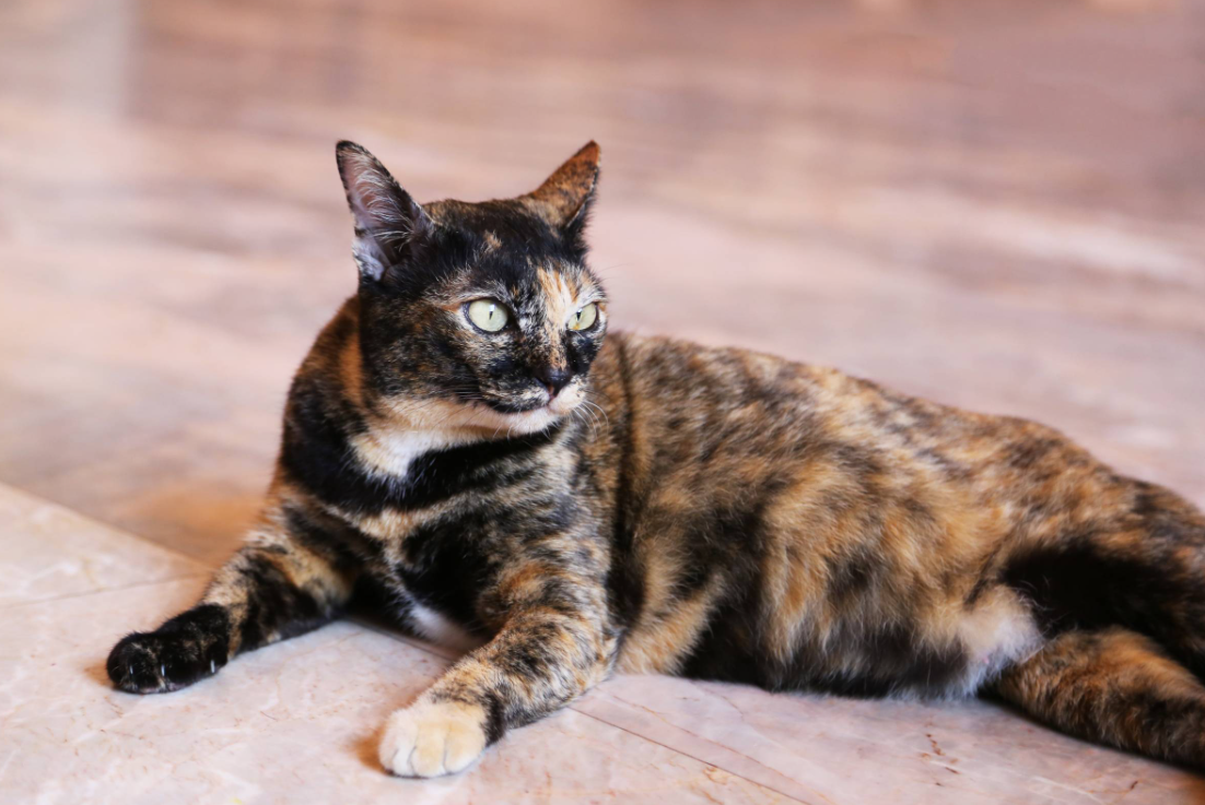 Tortoiseshell Cat