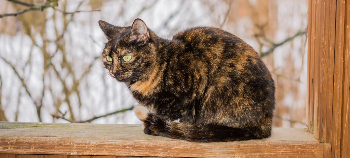 Tortoiseshell Cat