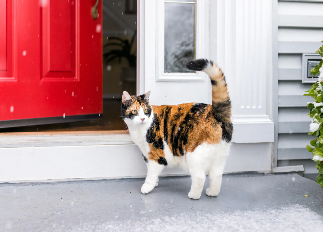 Tortoiseshell Cat