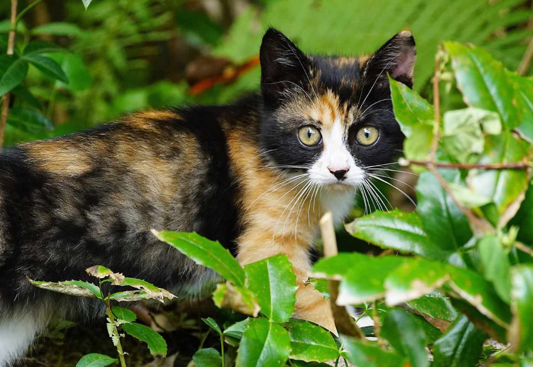 Tortoiseshell Cat