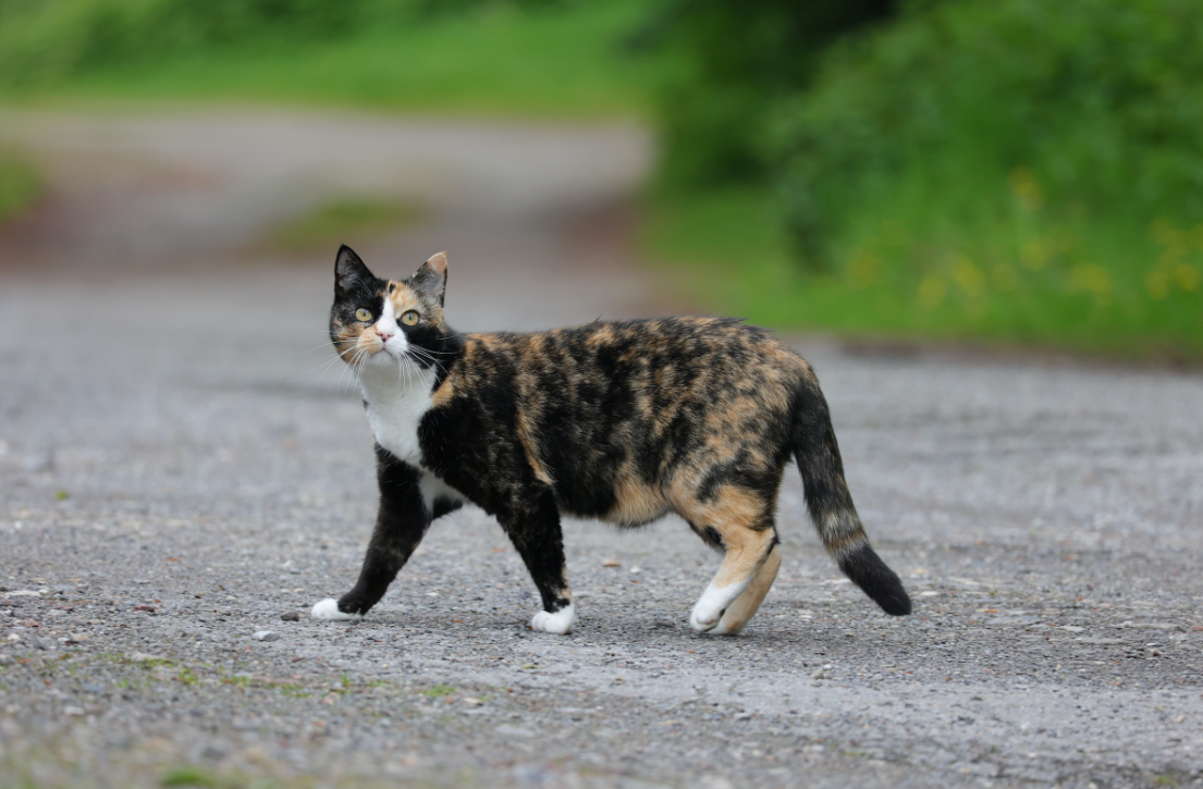 Tortoiseshell Cat