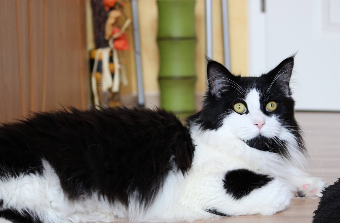 Tuxedo Cat