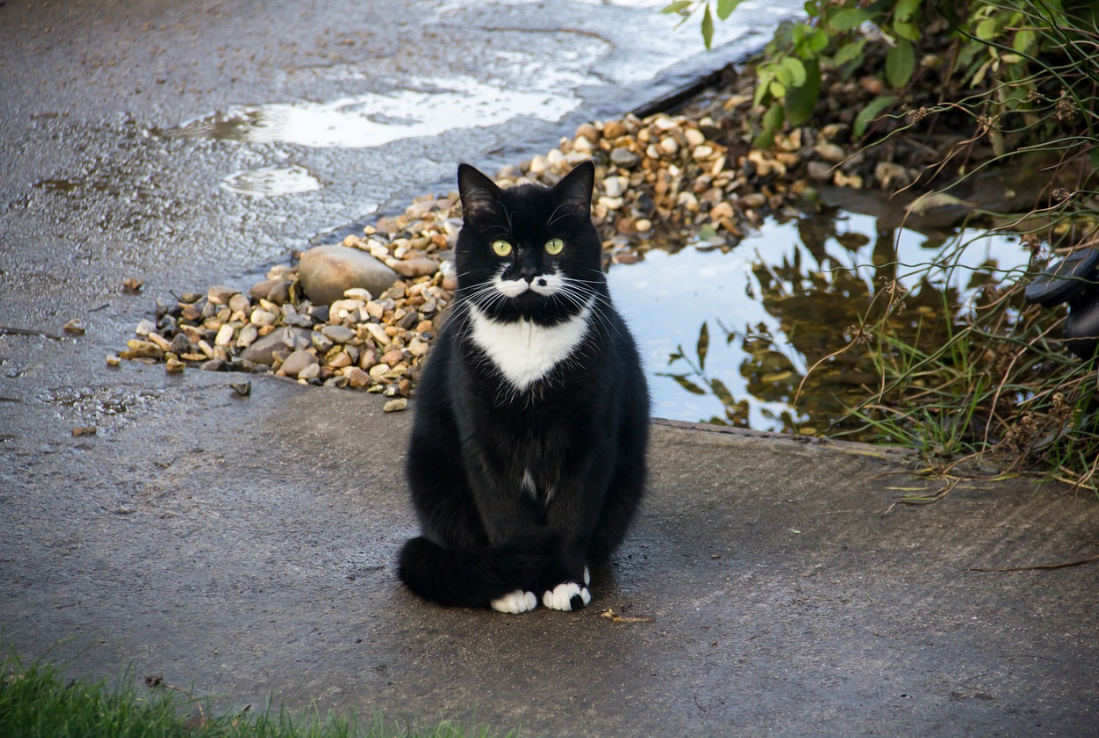 Tuxedo Cat